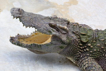 Close up crocodile is action show head in garden