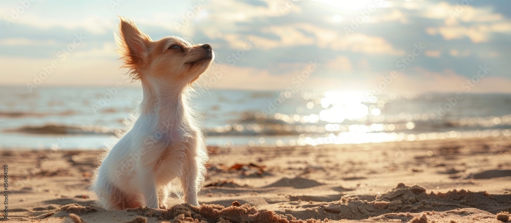 Poster cute small dog shaking at the beach with closed eyes. Copy space image. Place for adding text or design