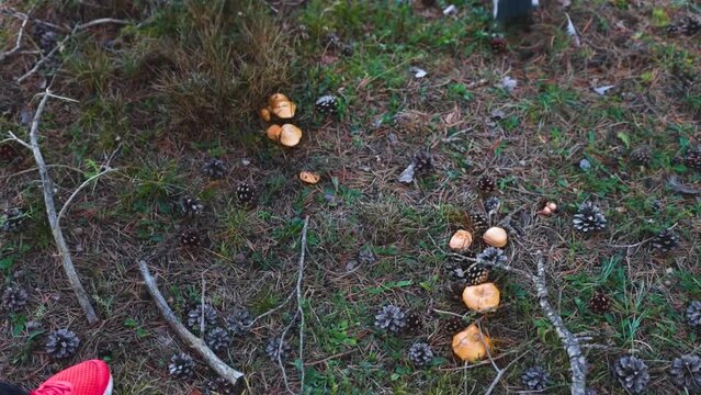 Slowmotion, a pleasant walk along the trails of a forest collecting edible mushrooms