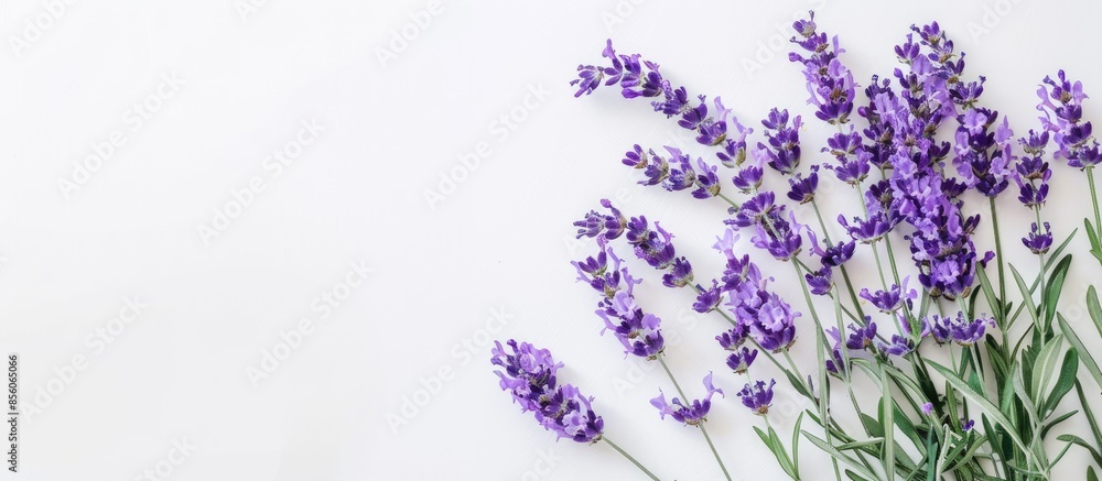 Poster bunch of lavender flowers isolated on a white pastel background. with copy space image. place for ad