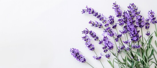 Naklejka premium Bunch of lavender flowers isolated on a white pastel background. with copy space image. Place for adding text or design