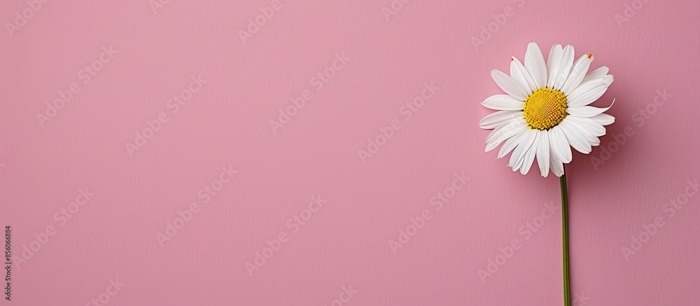 Aufkleber beautiful chamomile daisy flower on neutral pink background. minimalist floral concept with copy spa