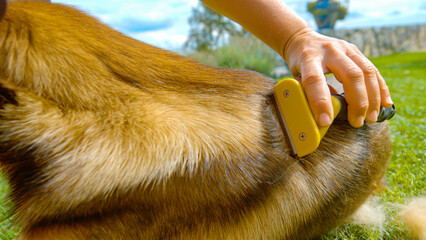 CLOSE UP: Dog owner gently removing old hair from undercoat with a furminator