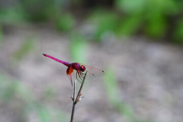 Dragonflies found in the forest.