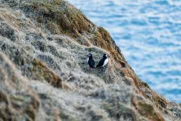 Cute puffins (Papageientaucher) sit in the grass on the mountainside and enjoy the approaching sunset on the coast of Iceland