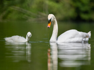 Obraz premium Un cygne adulte et son petit de l'année sur un étang une herbe dans le bec