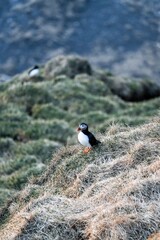 Cute puffins (Papageientaucher) sit in the grass on the mountainside and enjoy the approaching sunset on the coast of Iceland