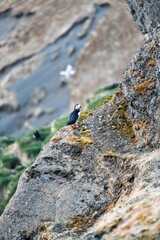 Cute puffins (Papageientaucher) sit in the grass on the mountainside and enjoy the approaching sunset on the coast of Iceland