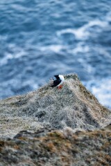 Cute puffins (Papageientaucher) sit in the grass on the mountainside and enjoy the approaching sunset on the coast of Iceland