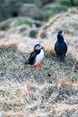 Cute puffins (Papageientaucher) sit in the grass on the mountainside and enjoy the approaching sunset on the coast of Iceland