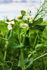 Peas in flower in spring, pisum sativum