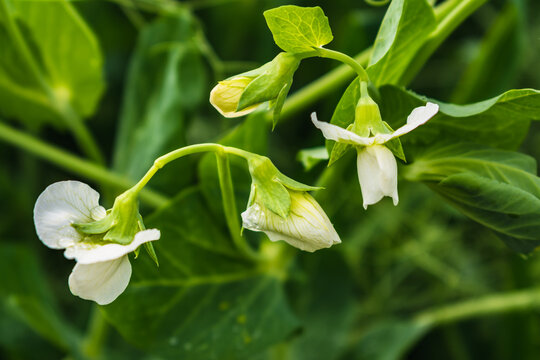 Peas in flower in spring, pisum sativum