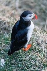 Cute puffins (Papageientaucher) sit in the grass on the mountainside and enjoy the approaching sunset on the coast of Iceland