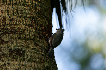 Little grey tufted titmouse bird on a tree