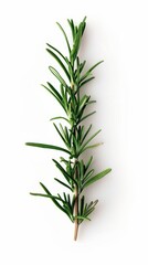 Fototapeta premium Fresh rosemary sprig isolated on white background