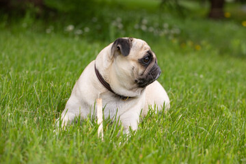 portrait of a pug in profile, flat muzzle