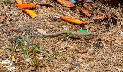 Close up of a Green garden lizard in Suriname (Ameiva ameiva)
