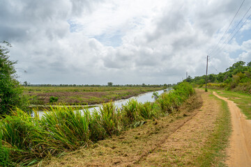 Fototapeta premium Landscape in a former plantation in Suriname 