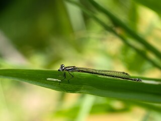 Damselflies sitting on vegetation. A series of images. Close up.
