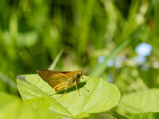 The small skipper (Thymelicus sylvestris) sitting on a green leaf. Close up.