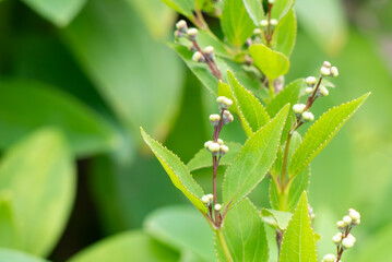 春の公園にヒメウツギ