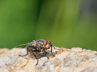 House fly (Musca domestica) sitting on a light stone. Macro.