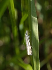 A tiny moth (Crambus lathoniellus) sitting on grass. Close up.