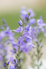 Closeup on the brlliant blue flowers of germander speedwell, Veronica prostrata growing in spring in a meadow, sunny day, natural environment. Spring flower in flower pot. 