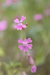 Fototapeta premium Closeup of the pink flowers of Silene dioica known as red campion and red catchfly blooming during Springtime season.