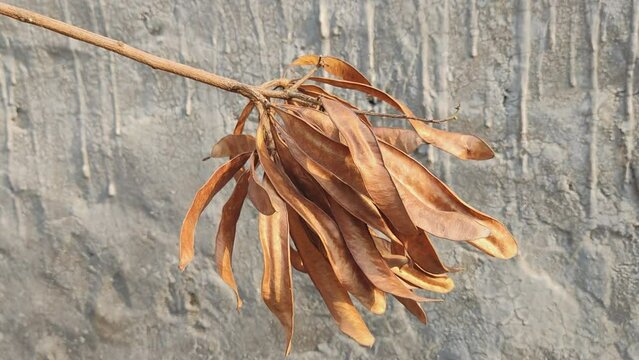 Dry seeds pods of mimosa tree, single Branch of mimosa tree without leaf, nature and sunlight fall looking like muringa pods 4k video
