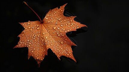 A dried autumn maple leaf on the water