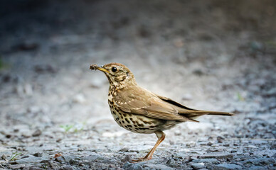 A Song Thrush Standing On Gravel Holding A Worm In Its Beak