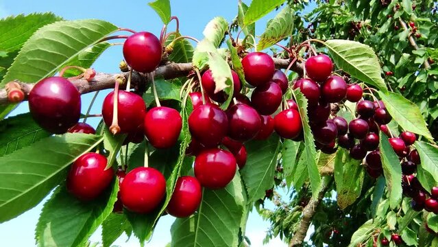 leckere reife rote Kirschen am Kirschbaum mit leicht im Wind wiegenden Bl&auml;ttern - Fr&uuml;chte, gesund, vitaminreich, Kirschernte, lecker, saftig, windig, Sommer, Garten, Nahaufnahme
