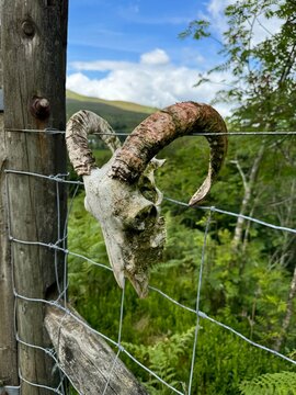 Goat Skull Caught on Fence