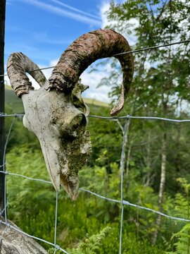 Trapped Goat Skull On The Fence