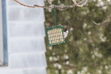 Chickadee on Suet Block