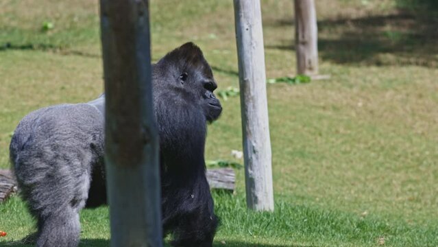 A large gorilla is walking through a grassy area