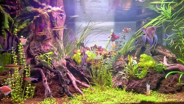 fish and planted water aquarium