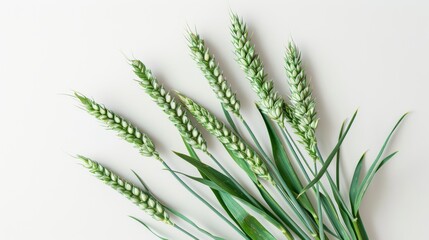 Obraz premium Green wheat spikes on white background, agricultural concept