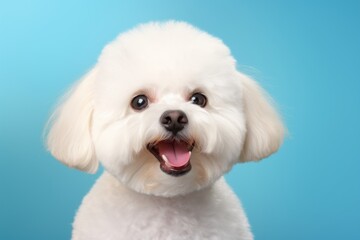 Obraz premium Portrait of a smiling bichon frise on pastel or soft colors background
