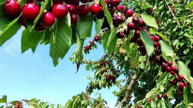 leckere reife rote Kirschen am Kirschbaum mit leicht im Wind wiegenden Bl&auml;ttern - Fr&uuml;chte, gesund, vitaminreich, Kirschernte, lecker, saftig, windig, Sommer, Garten, Nahaufnahme
