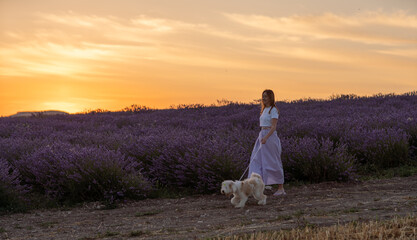Obraz premium A woman and her dog are walking through a field of lavender