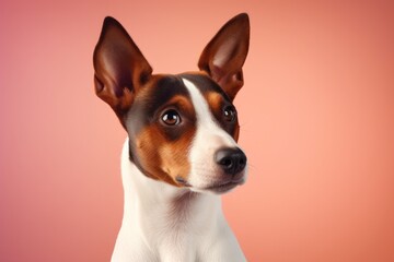 Portrait of a cute basenji dog isolated on pastel or soft colors background