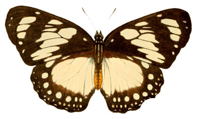 Vintage Illustration Of A Butterfly With Transparent Background, Colorful Butterfly With Open Wings, Macro