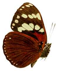 Vintage Illustration Of A Butterfly With Transparent Background, Colorful Butterfly With Open Wings, Macro