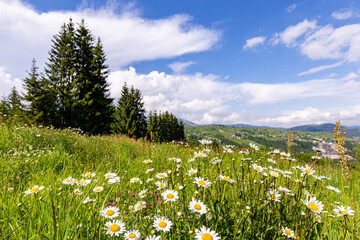 Beautiful sunny camomile meadow in mountain at day. Nature landscape composition.