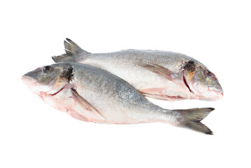 Two scaled dorado fish on white background.