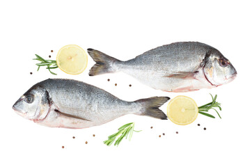 On white background two dorado fish, lemon circles with rosemary sprigs and peppercorns.