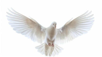 Obraz premium A white dove soars through the air with its wings outstretched