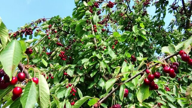 leckere reife rote Kirschen am Kirschbaum mit leicht im Wind wiegenden Bl&auml;ttern - Fr&uuml;chte, gesund, vitaminreich, Kirschernte, lecker, saftig, windig, Sommer, Garten, Nahaufnahme

